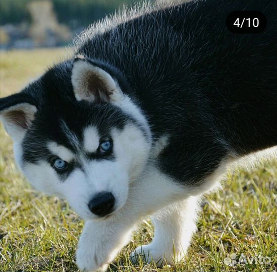 Сибирская хаски