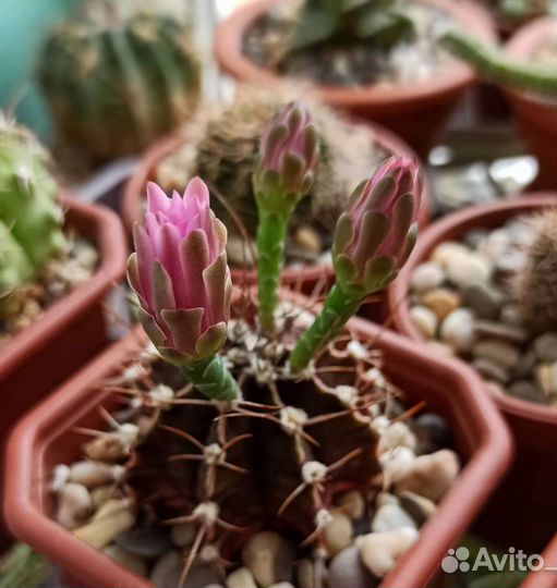 Кактусы гимнокалициум астрофитум лобивия