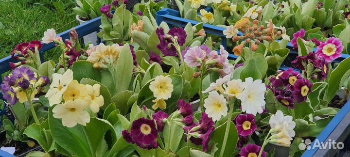 Примула(аурикула) садовая