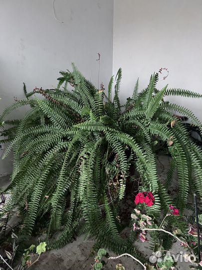Продам папоротник