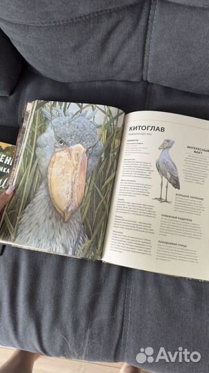 Детские книги clever