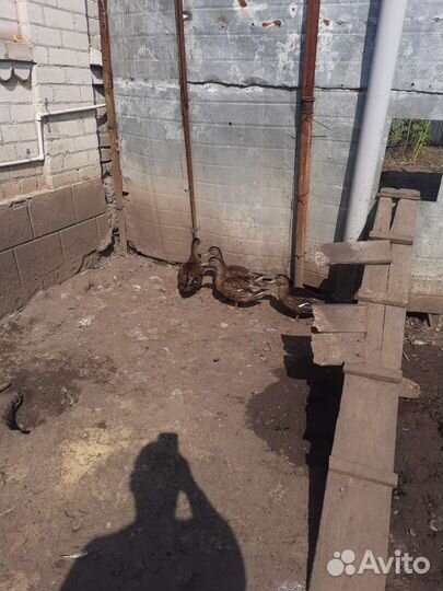 Утка кряква