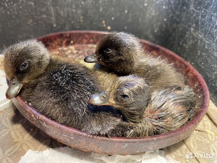 Утки подсадные чубарые