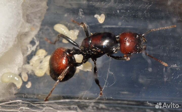 Муравьи messor structor/формикарий с муравьями