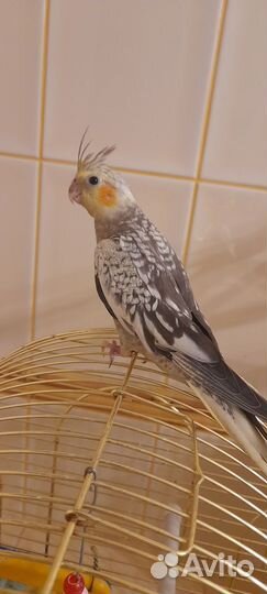 Ручной птенец попугая корелла