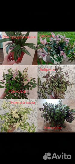 Традесканции более 10 видов, коллизия, рео