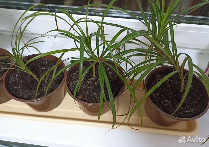 Фиалки, драцены