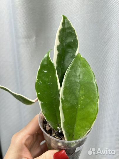 Комнатные цветы хойя