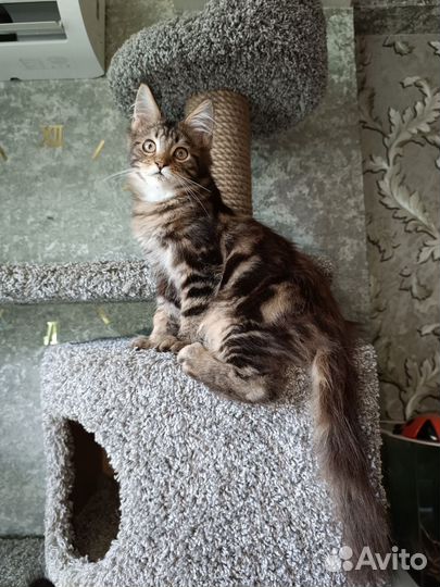 Мейн-кун котёнок котик