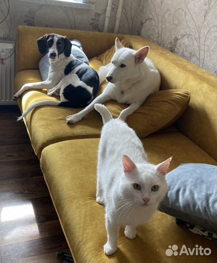 Передержка собак, кошек, грызунов