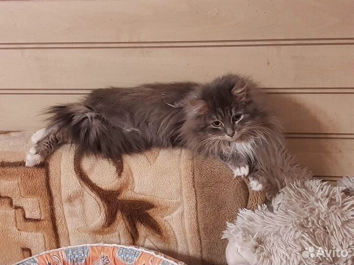 Пуховая Розана