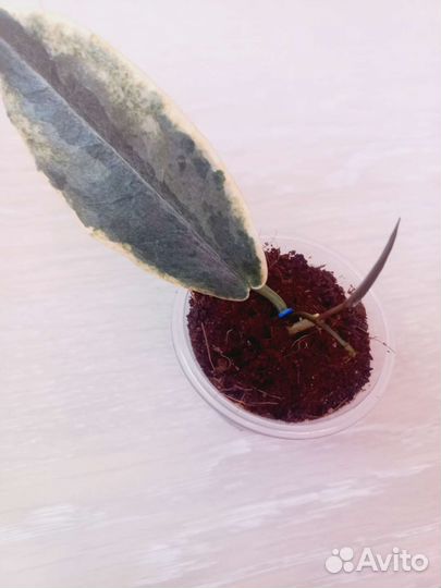 Хойи на срез, укоренённые