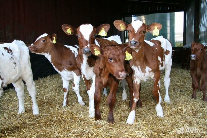 Продам телят