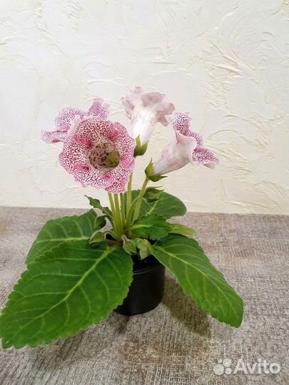 Глоксиния Тигровая