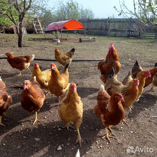 Инкубоционные яицы