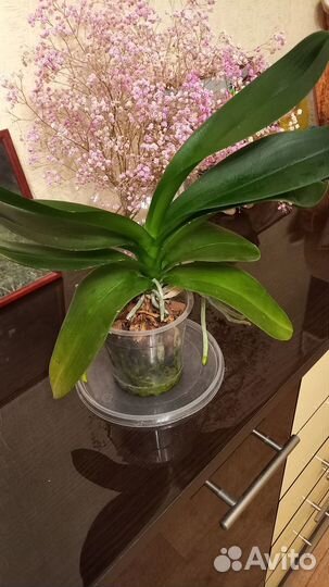 Орхидея фаленопсис биг лип Алладин