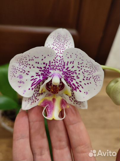 Орхидея фаленопсис