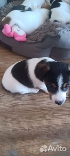 Джек Рассел терьер