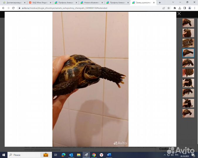 Самец сухопутной черепахи