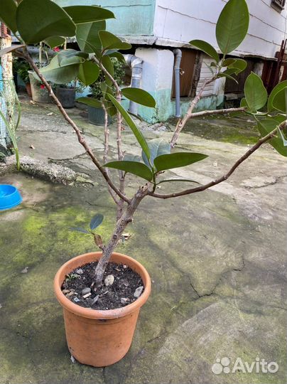 Фикус каучуконосный