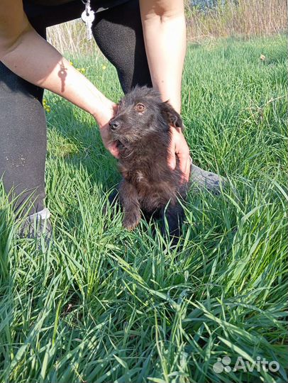 Щенок коротколапик