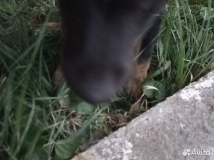 Помесь с таксой