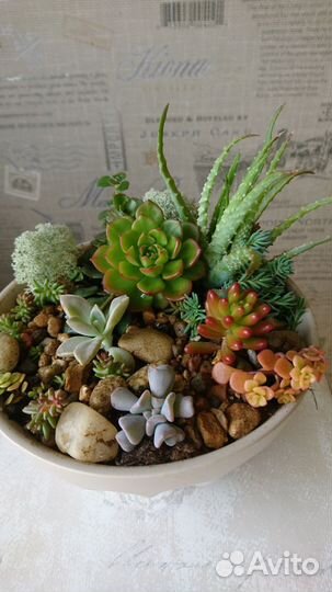 Флорариум суккуленты