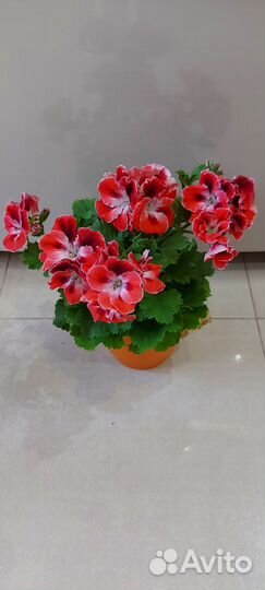 Герань пеларгония Оранжевая
