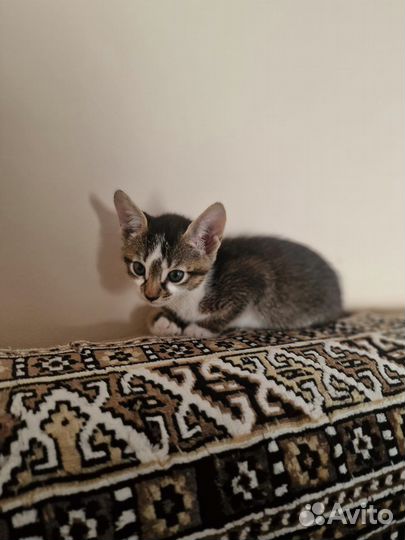 Абиссинская девочка в добрые руки