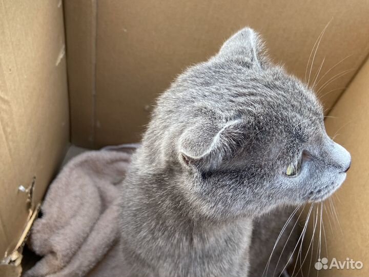 Кошка британская лапоухая