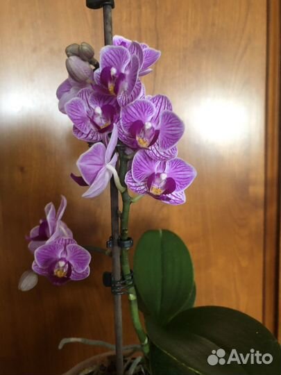 Орхидея фаленопсис