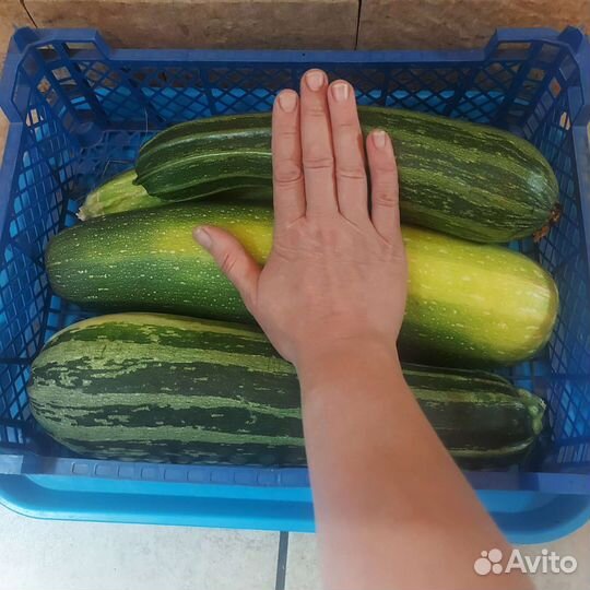 Кабачки свежие домашние