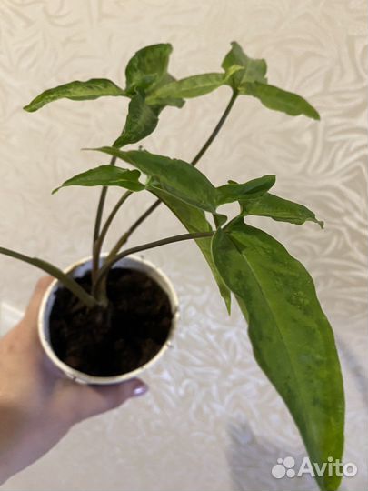 Сингониум, кордилина, комнатные цветы