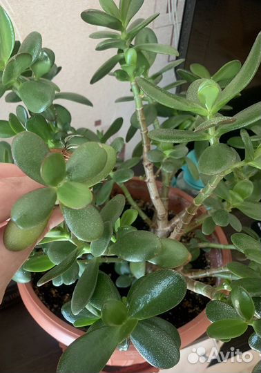 Красула толстянка