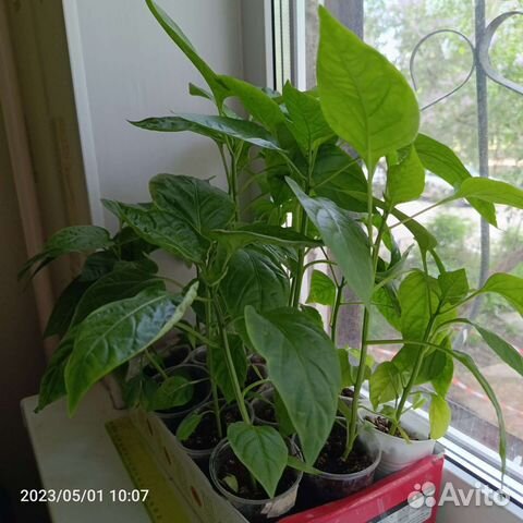 Рассада помидор и перцев