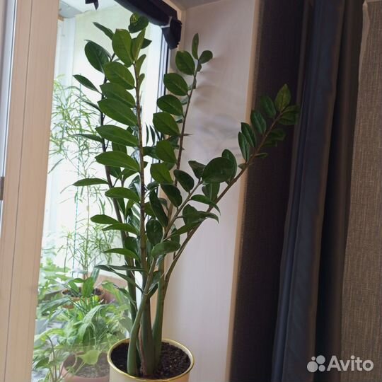 Замиокулькас