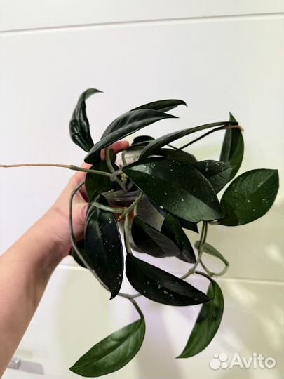 Хойя взрослая