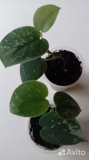 Сциндапсус Golgen pothos,пятнистый,золотистый