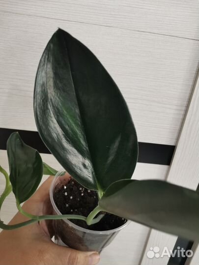 Сциндапсус Treubii Dark Form