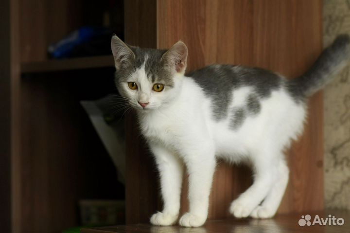 В добрые руки Тоня, очень ласковая и контактная