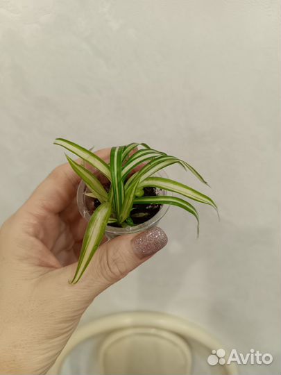 Хлорофитум кудрявый, детки