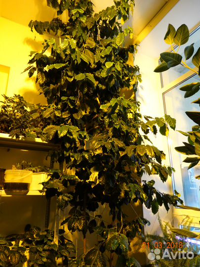 Кофейное дерево Арабика плодоносящее 4 м