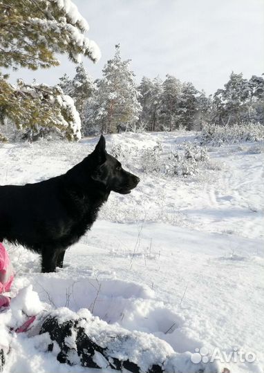 Немецкая овчарка вязка