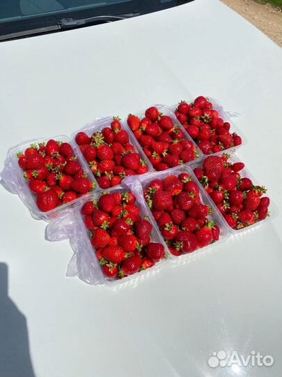 Рассада клубники фриго, азия мурано альбион клери