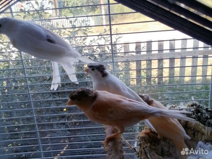 Птицы поющие Канарейки