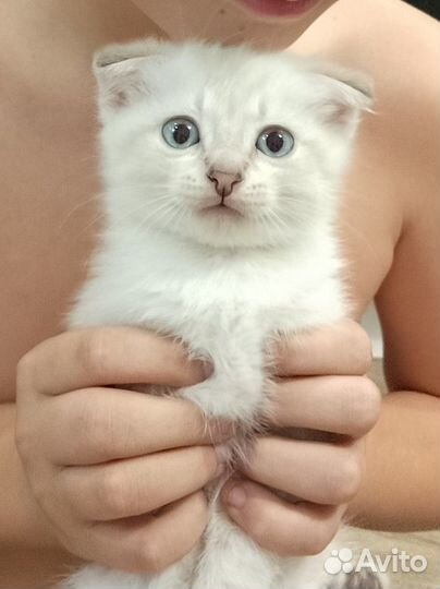 Крохи котики шотландцы