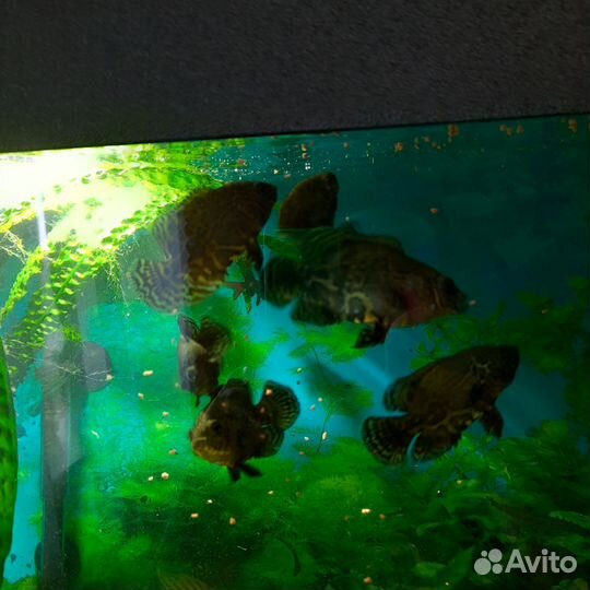 Астронотус (мальки)