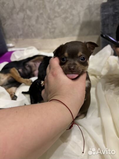 Мини той-терьер