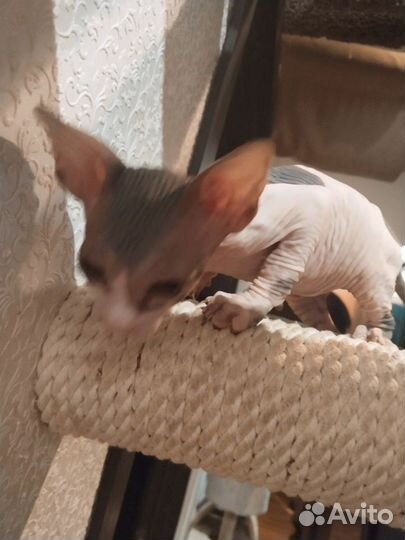 Канадский Сфинкс мальчик