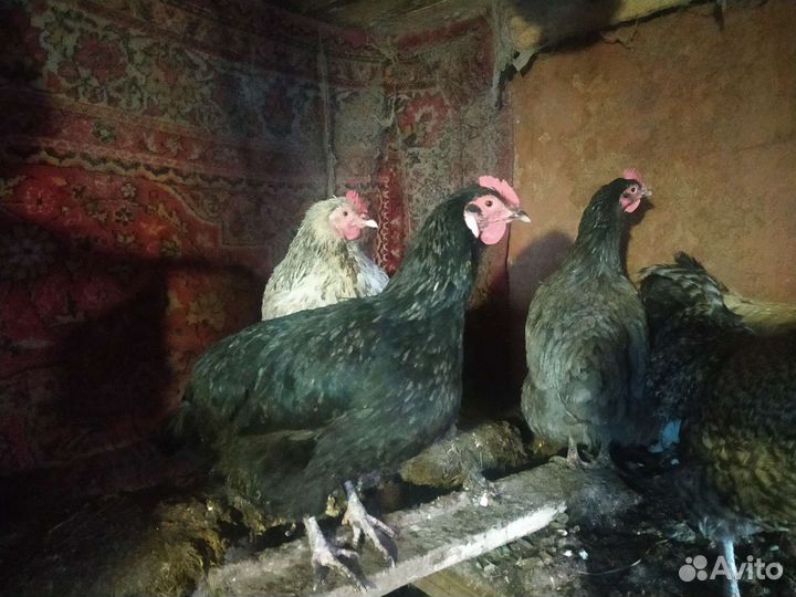Инкубационное яйцо